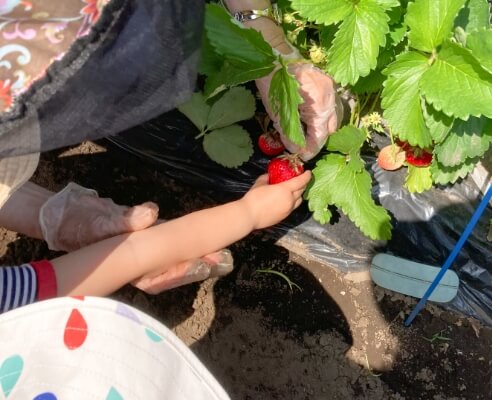 いちご狩り