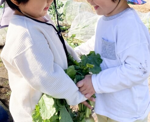 大根を収穫したよ