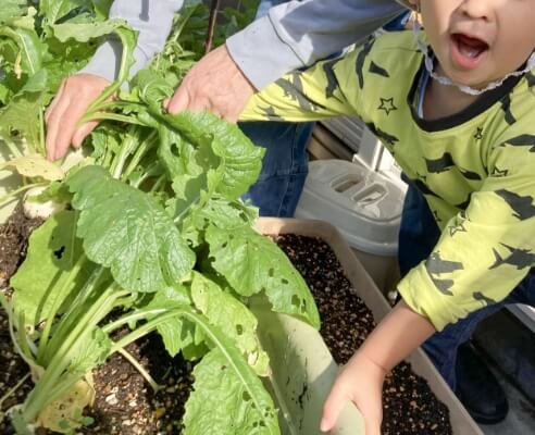大きく育ったね！
