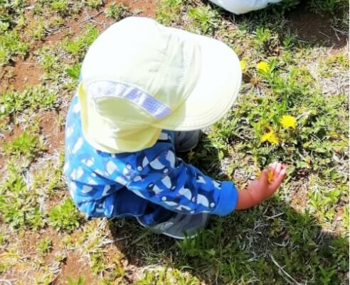 公園でタンポポを発見！