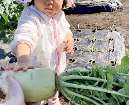 ららるー畑で収穫