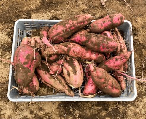 さつまいも掘り